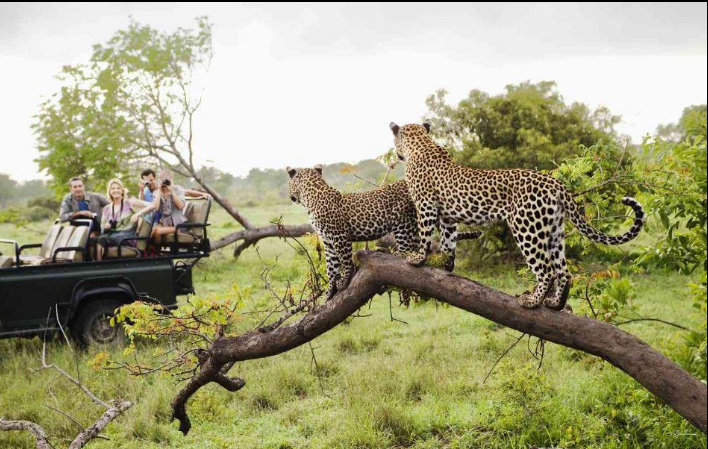 Best time to visit Kruger National Park for leopard sightings