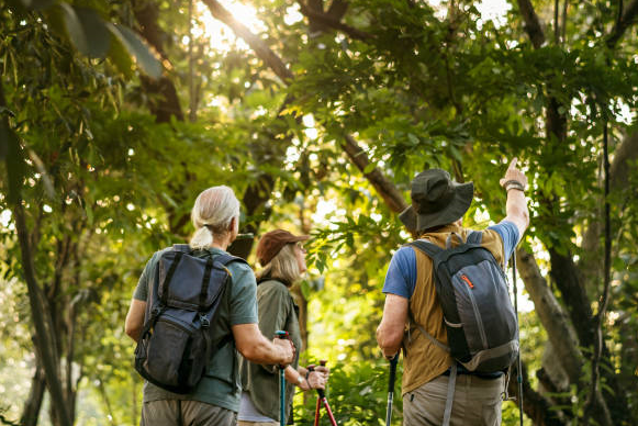 no gorilla sighting on trek scenario showing trekkers searching dense forest