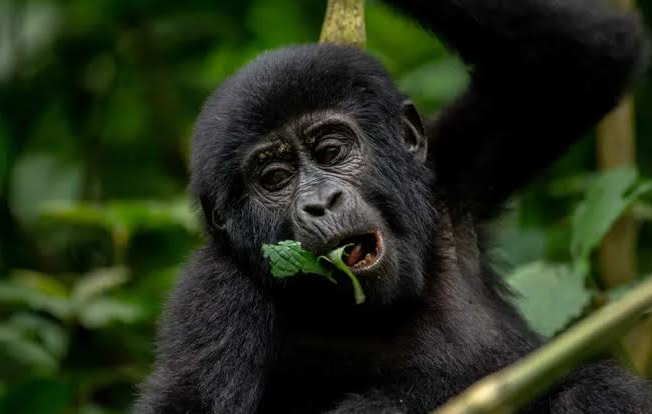 a mountain gorilla spotted in Rwanda's tropical rain forest