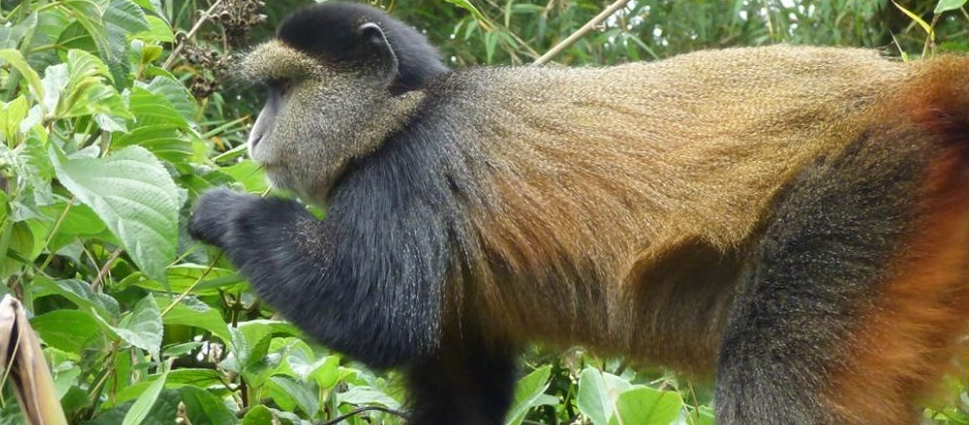 the golden monkey species