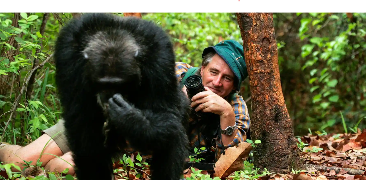 a  tourist up close with a chimpanzee during a trek