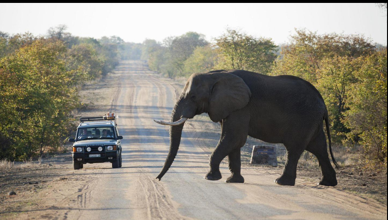 Elephant seen during a South Africa safari in Kruger National Park