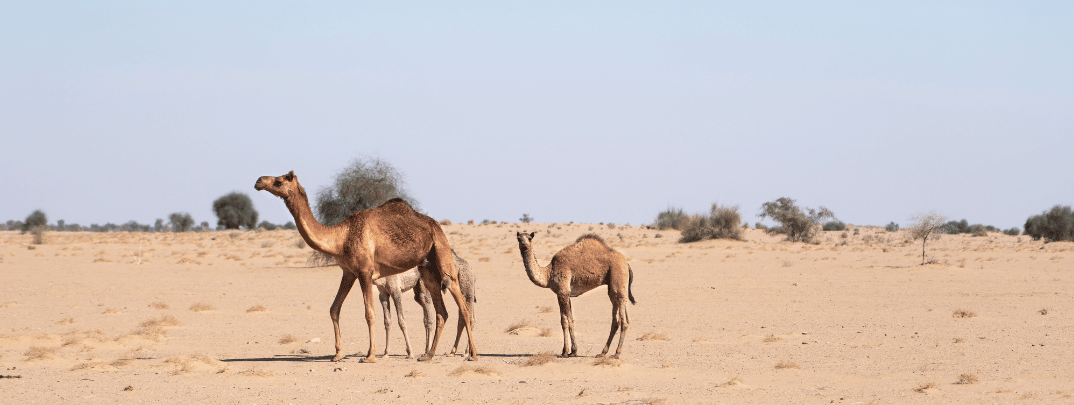 Wildlife in the Atlas Mountains of Morocco