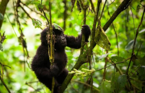 gorilla tourism in Africa