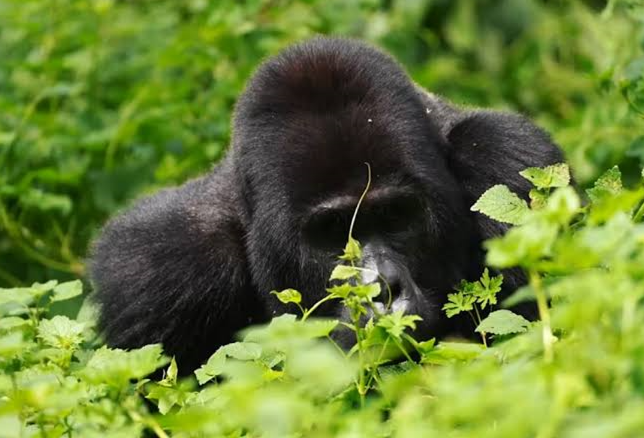 mountain gorilla in Africas's virunga national park