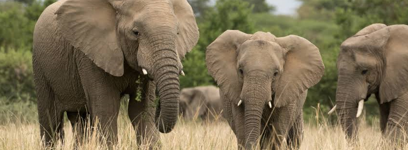 african elephants