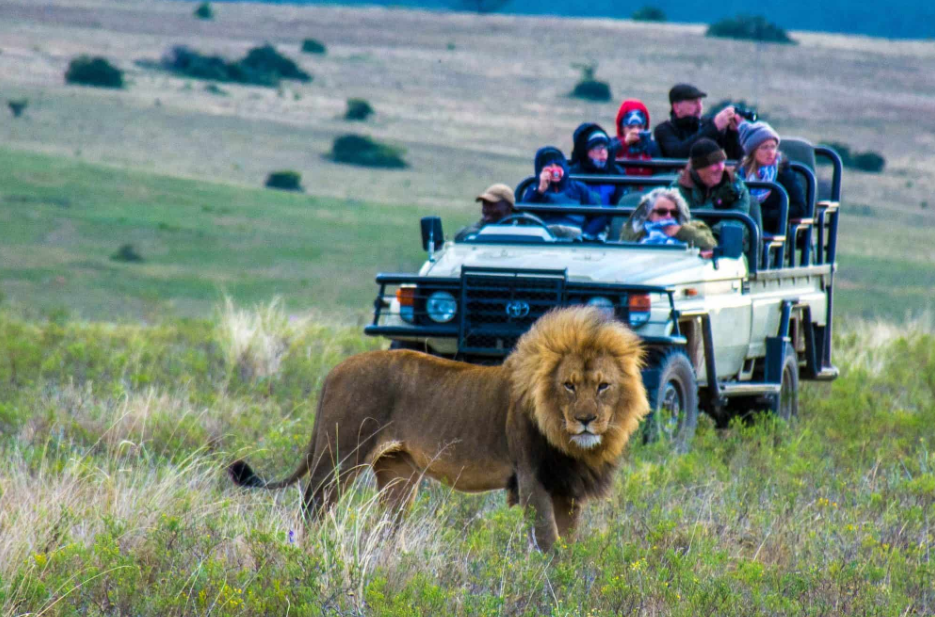 Family watching lions during a South African safari