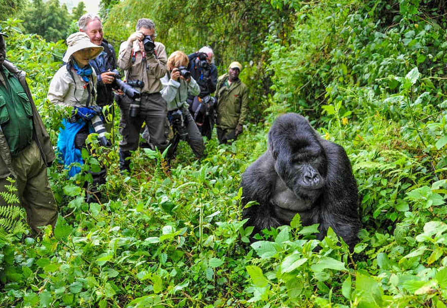  Uganda gorilla trekking – first African safari experience
