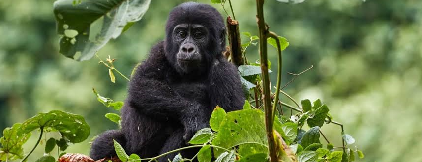 a baby gorilla spotted during atrek