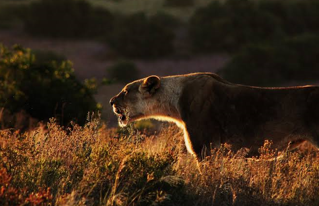 african lion seen during a game drive