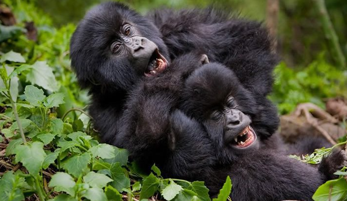 best gorilla trekking destinations in Africa