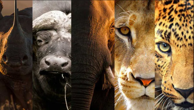Big Five Safari in South Africa wildlife