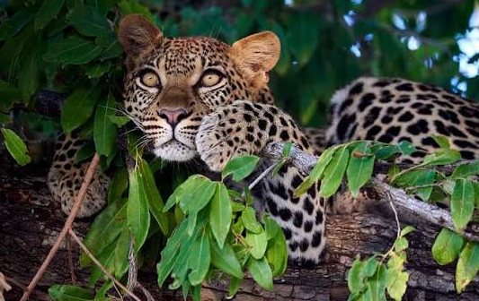 leopard spotted resting on a tree trunk