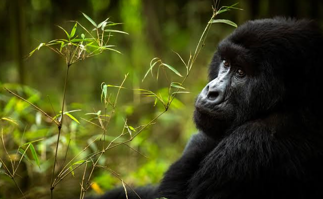 gorilla spotted in congo forest