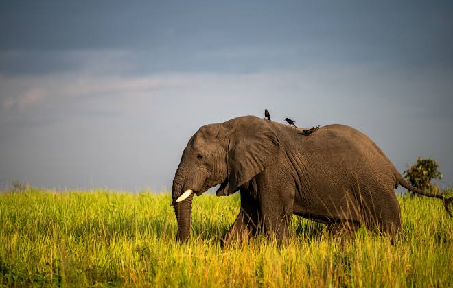 an elephant spotted in the wild kenya