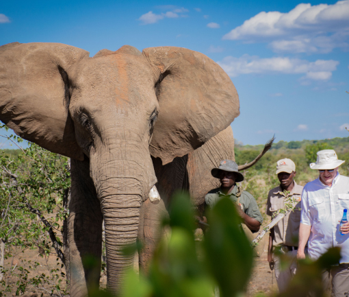first timers having an elephant walk