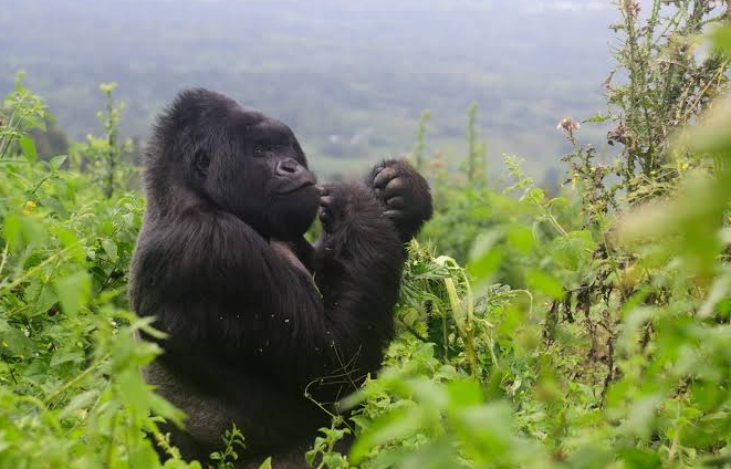 best country for first time gorilla treking