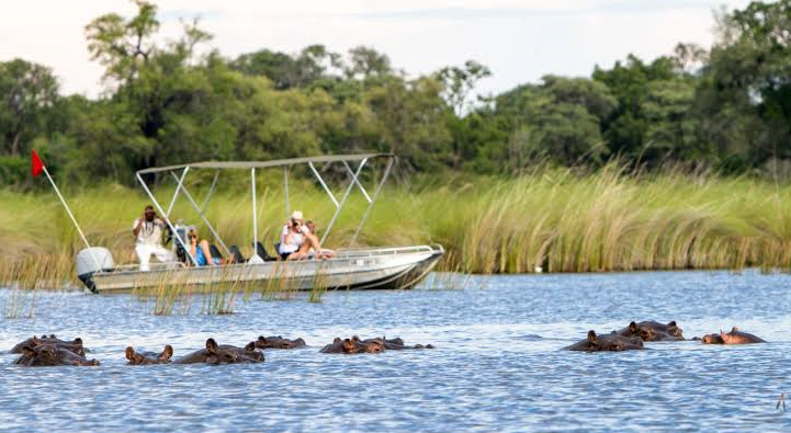 travelers viewing hippos