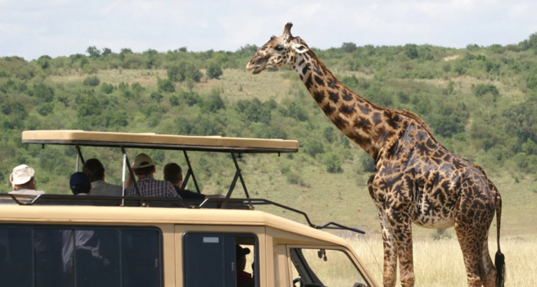 game drives during asafari