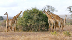 South Africa wildlife tours in Kruger National Park