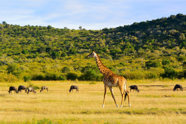 Kruger National Park Safari giraffe