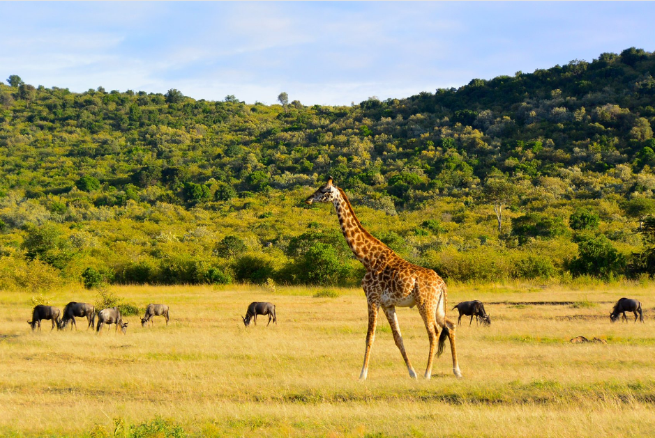 Kruger National Park Safari giraffe