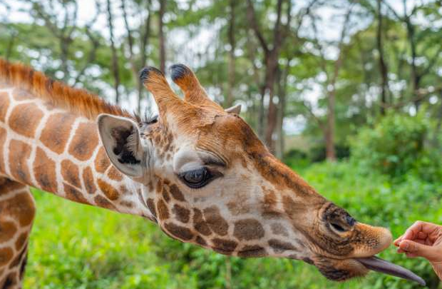 giraffe feeding during amulti country africa safari