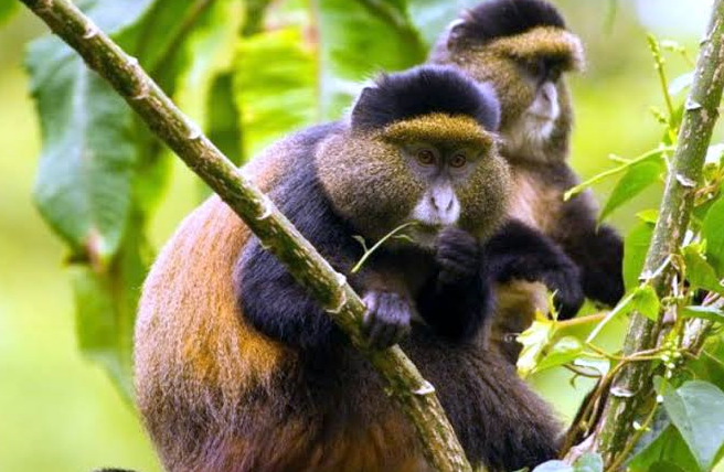 golden monkey experience in mgahinga national park