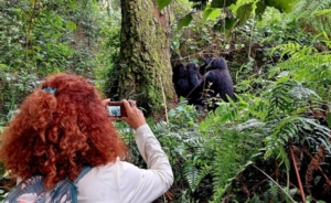 a traveler taking photos of a gorilla family