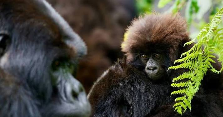 gorilla family spotted in virunga during a tour