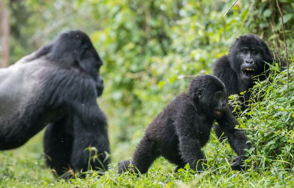 Gorilla trekking age limit - mountain gorilla family in Volcanoes National Park, Rwanda