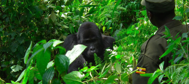 a ranger spotted during a gorilla habituation