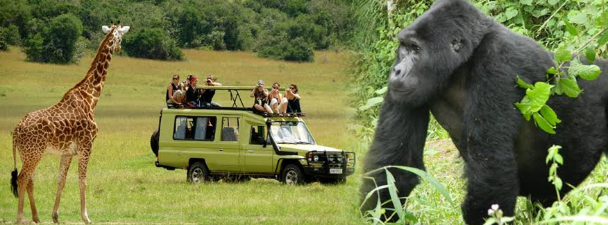 tourists on a gorilla safari in Africa