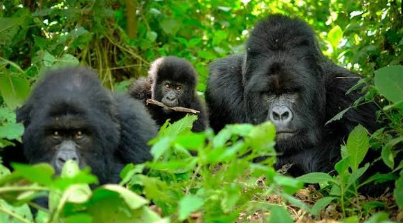 gorilla trekking beach combo