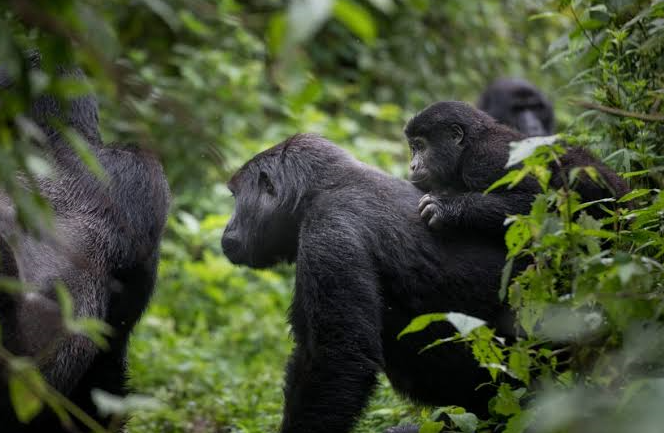 gorilla trekking experience in Rwanda's volcanoes national park