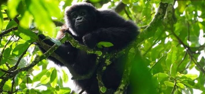 a gorilla in the congo basin