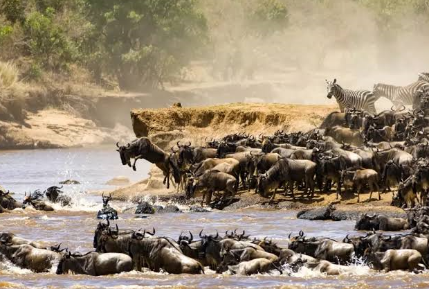 the great river migration crossing