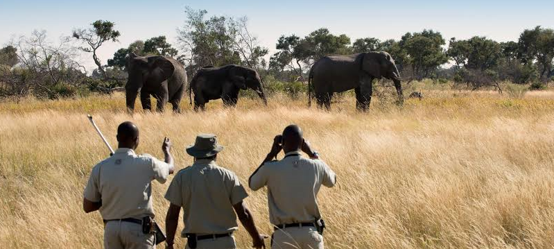 tour guides in botswana