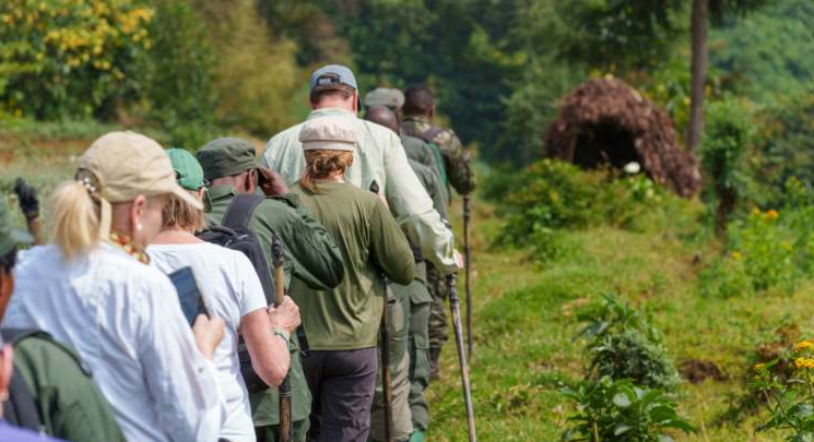 rangers guiding trekkers through Volcanoes National Park forest
