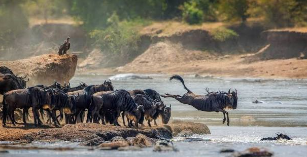 herd spotted crossing the great river