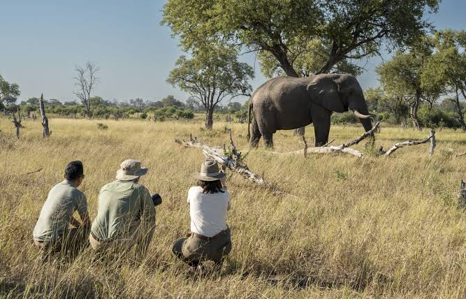 how to plan a multi country safari