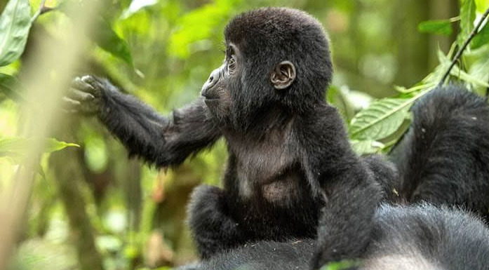an infant gorilla spotted during atrek