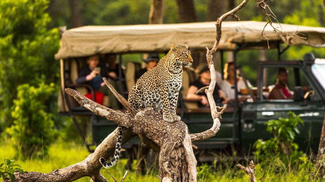 Best country for first safari – Kenya Maasai Mara
