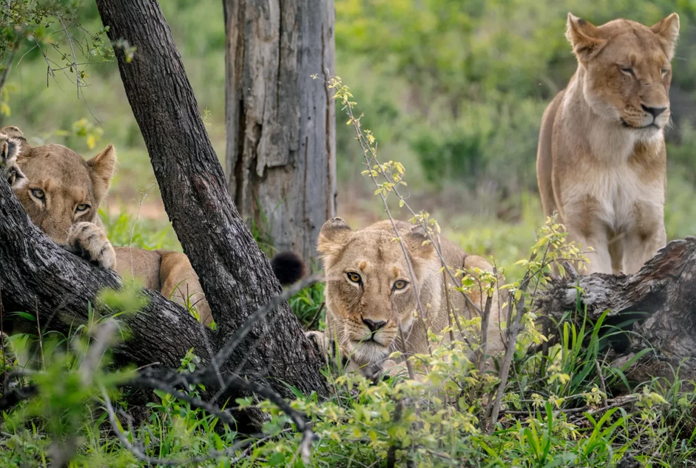 kenya and tanzania safaris