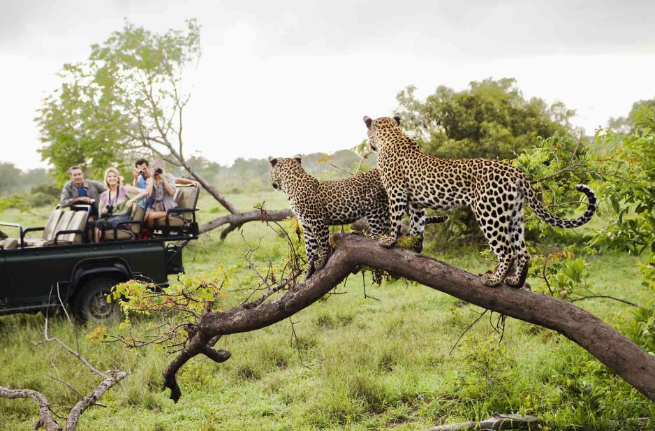 South Africa family safari game drive