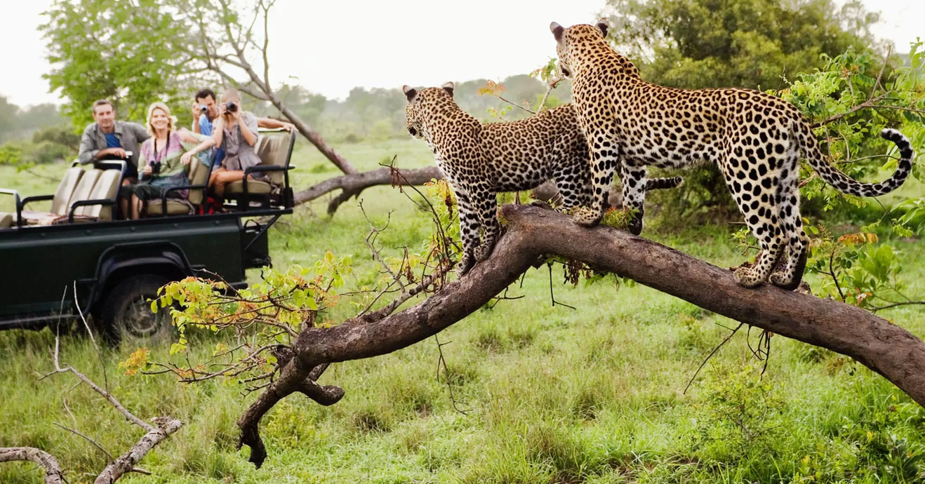leopard on safari