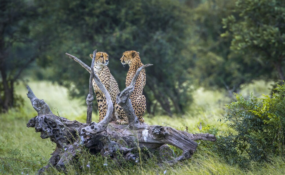 leopards seen on an african safari