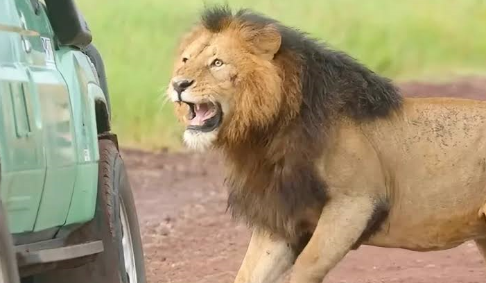 lion spotted near a safari car on a game drive