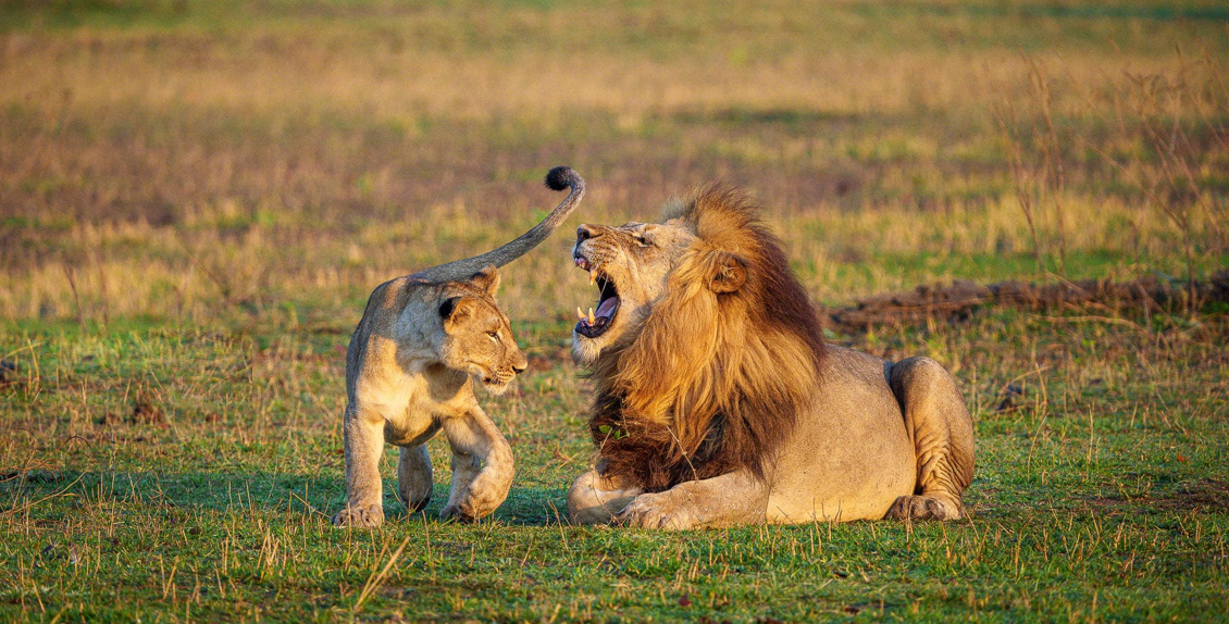 Big Five in Africa lion sighting during a golden hour game drive