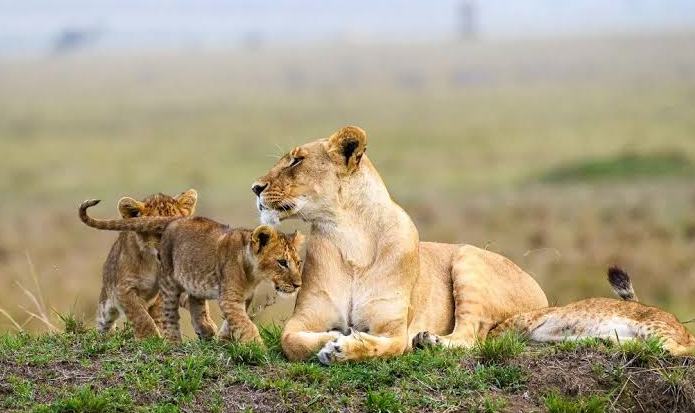 lioness with its cub in the wilderness